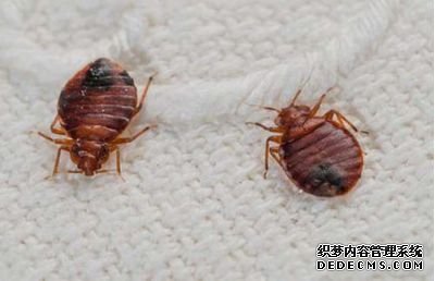 教你如何應對家庭臭蟲侵擾